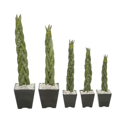 Cylindrica Braids 5 Stems
