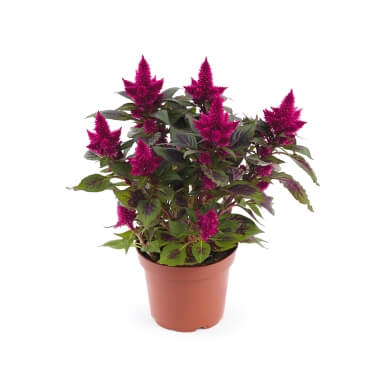 Celocia Spicata Carmina Red PL