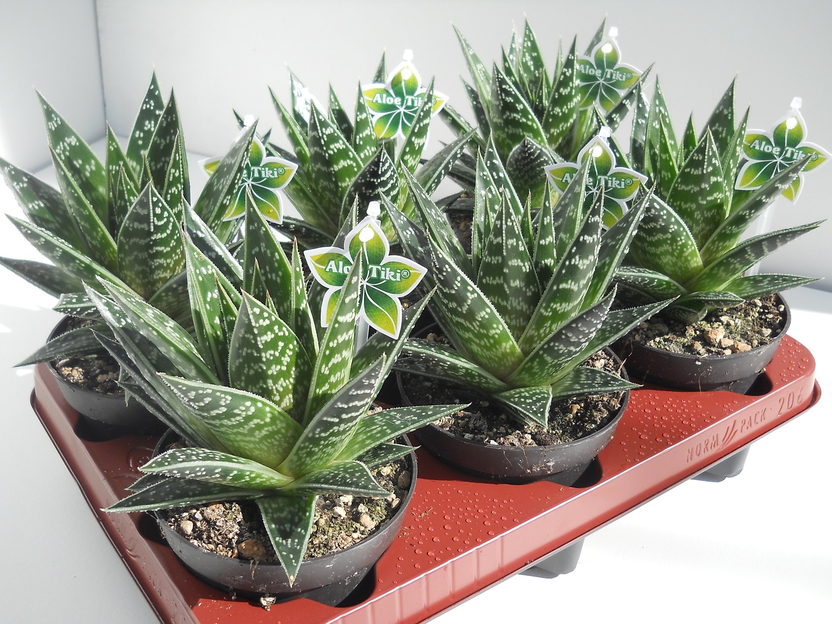 Aloe Tiki Tahi 1