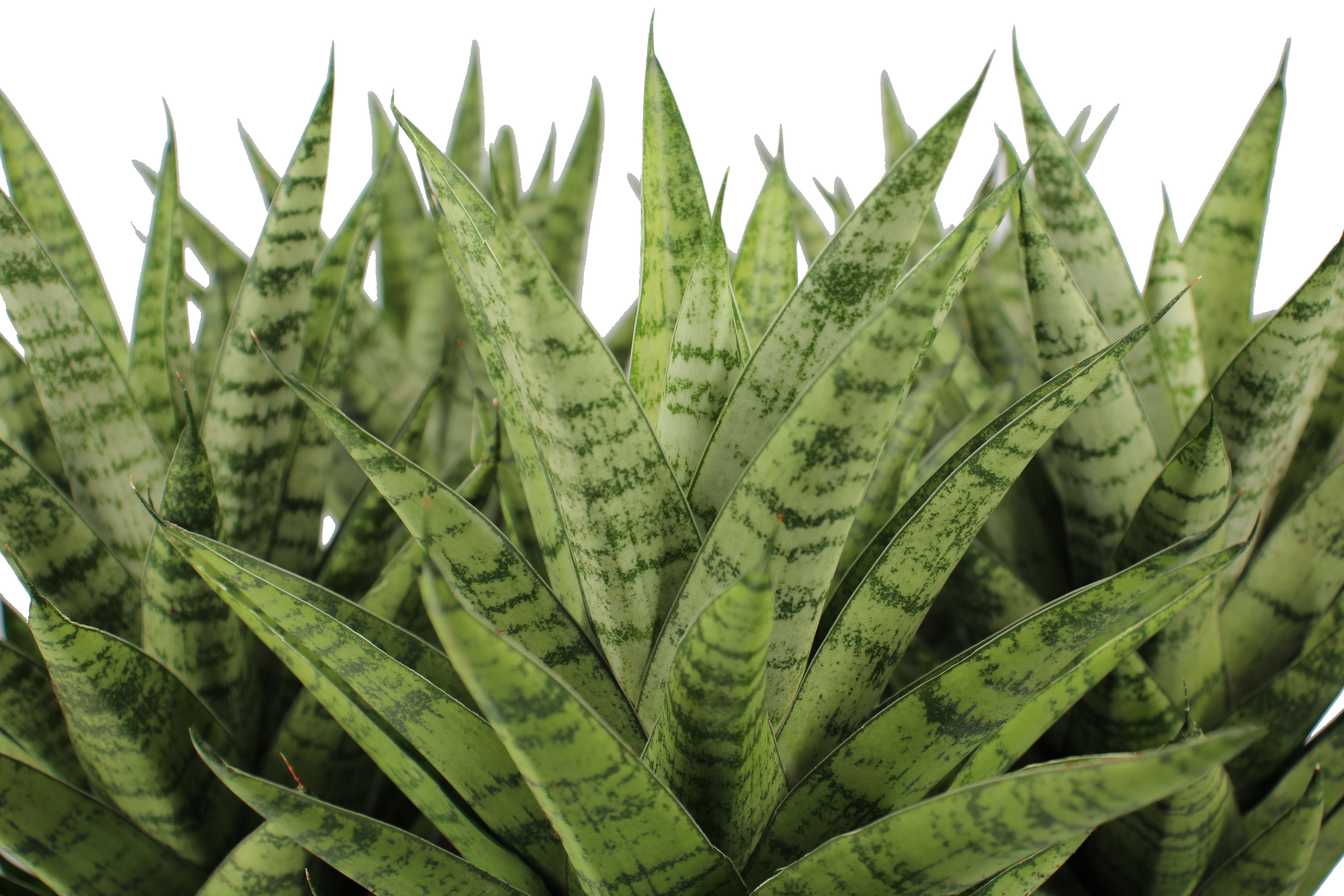 Sansevieria Hybrid Front