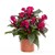 Celosia Hottopic Pink