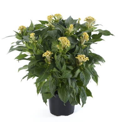 Celosia Hottopic Yellow PL