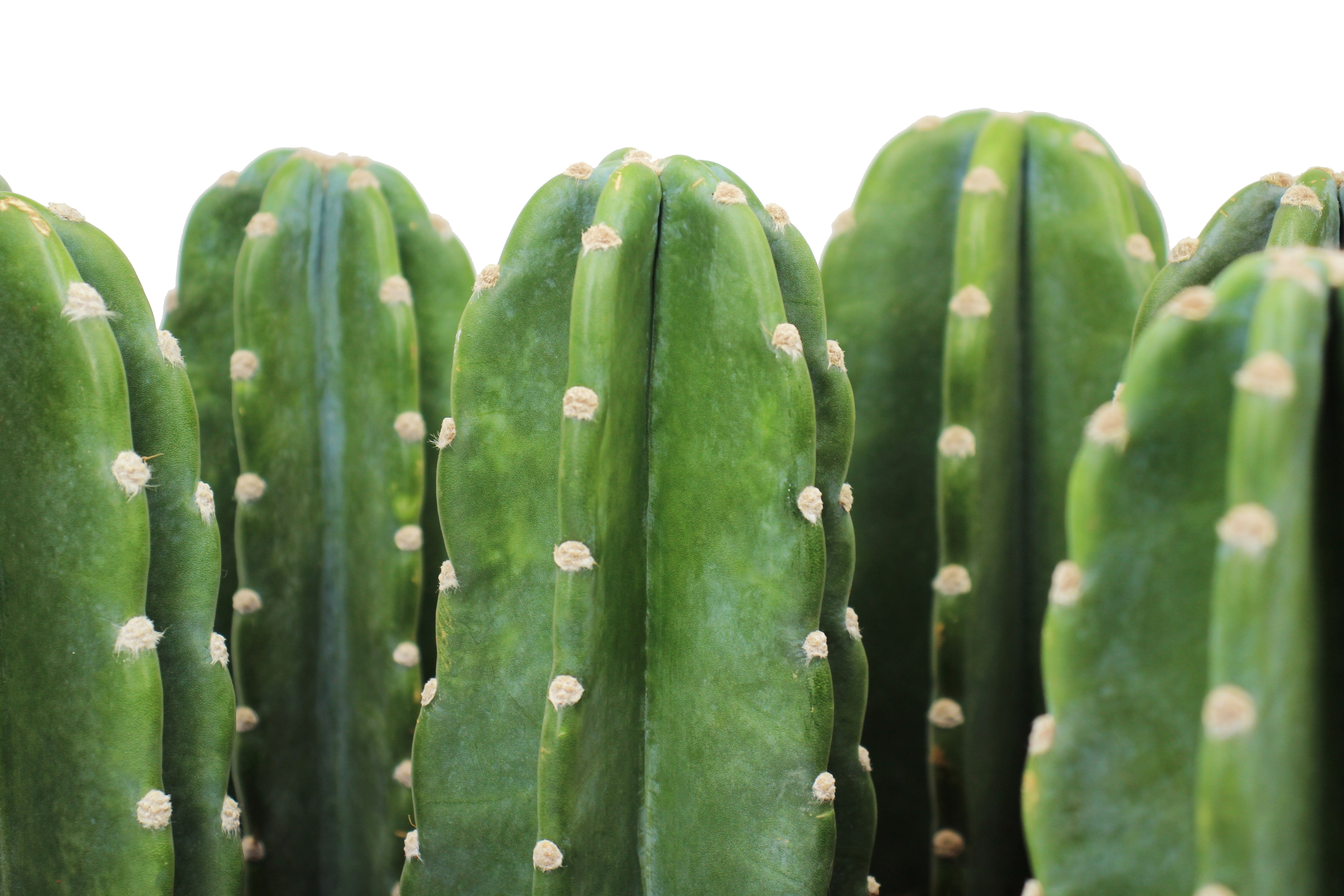 Cereus Hedge Cactus Pole Cactus Background