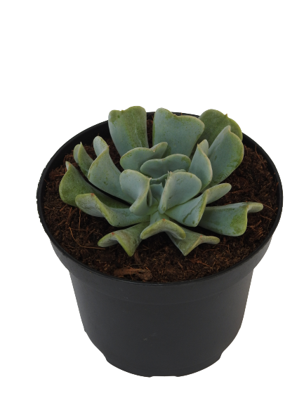 ECHEVERIA RUNYONI CABBAGE