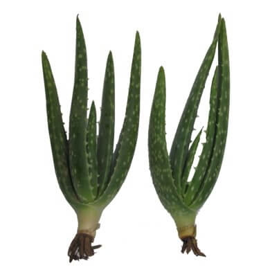 Aloe Barbadensis