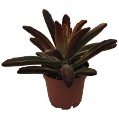 Kalanchoe Tomentosa Rubra PL