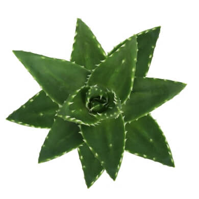 Aloe Brevifolia