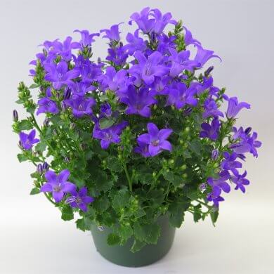 Campanula Blue Ocean PL