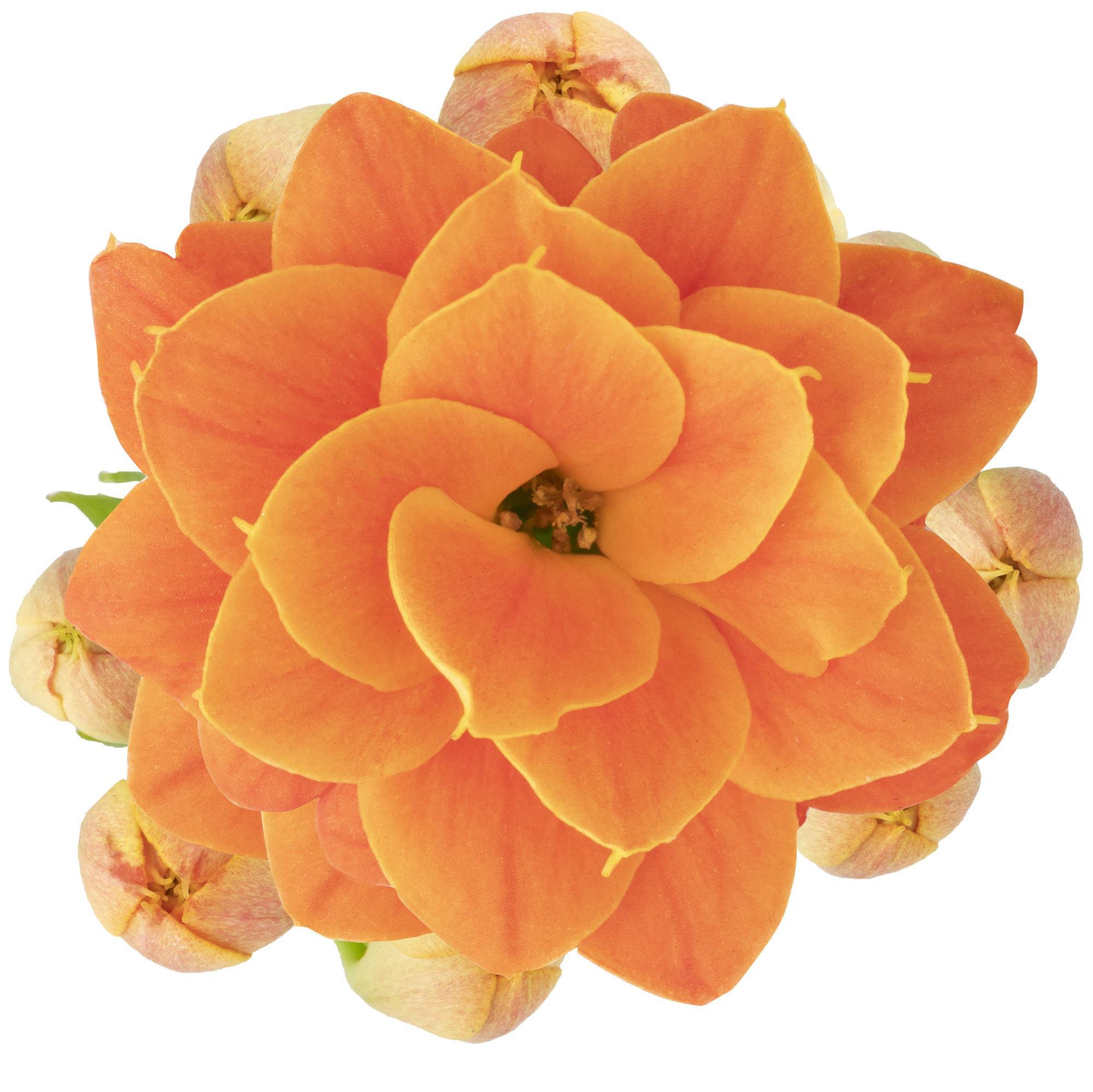 03 Brilliant Orange Meadow 3018 8029 Close