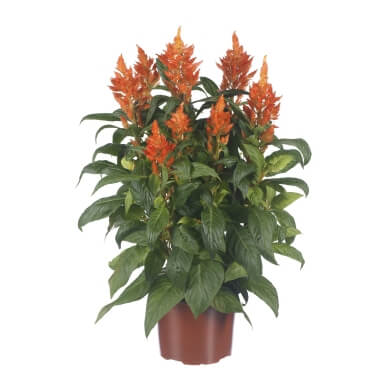 Celocia Spicata Flirt Flame PL