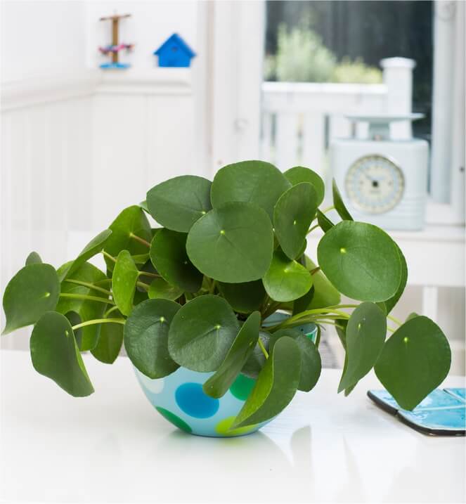 Pilea Header 1