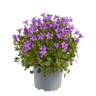 Campanula Deep Blue Ocean