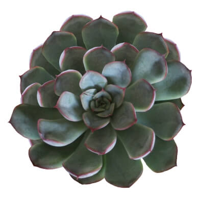 Echeveria Pulidonis Mystery