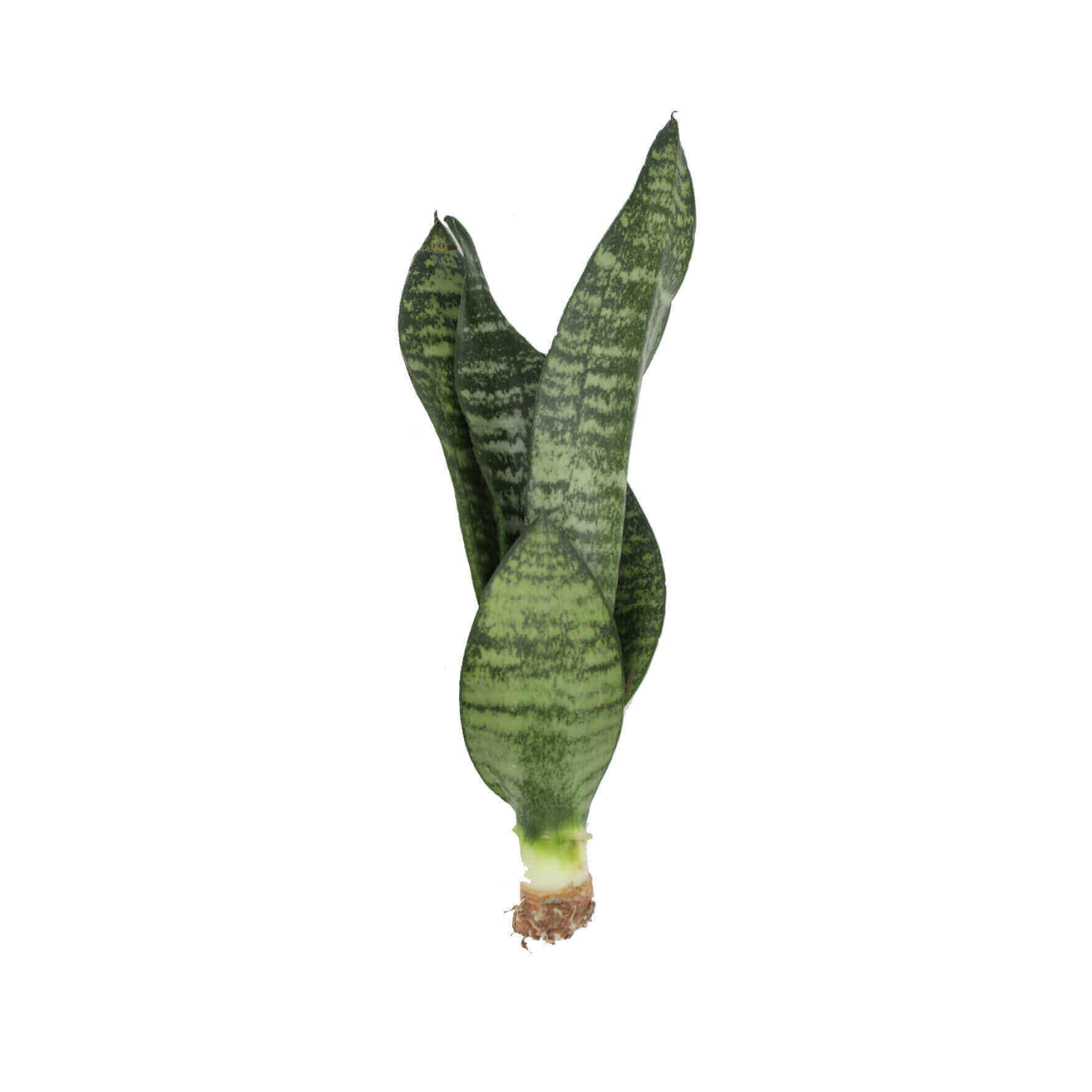 Robusta 390