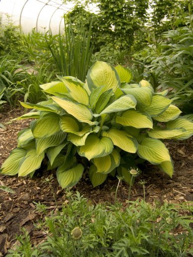 Hosta Gold Standard