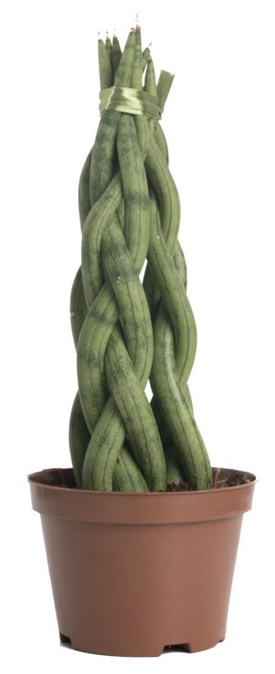 Sansevieria Cylindrica Mini Tower 28 30 CM 9 Fingers