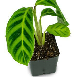 Calathea Zebrina Josh S Frogs Plant 596 D