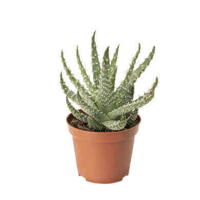 Aloe Humilis PL