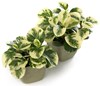 Peperomia Front