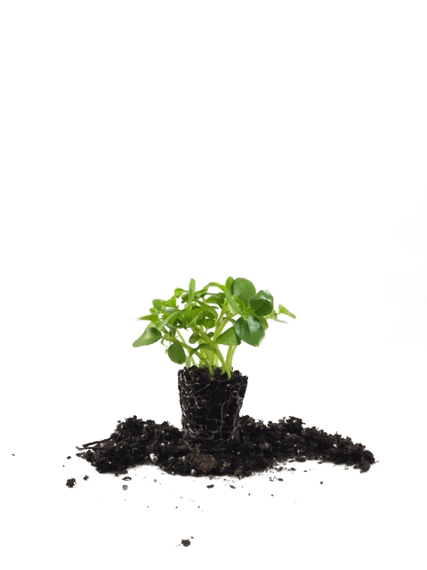 Schefflera Arboricola 72 Cell