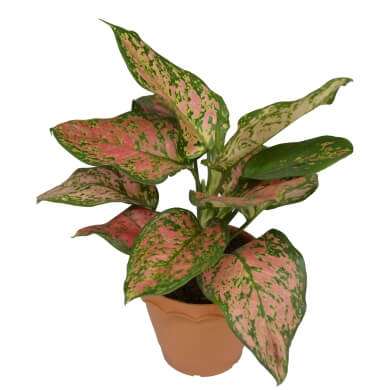 Aglaonema Valentine PL