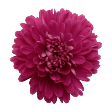 Asters Queen Regent Cherry Red BL