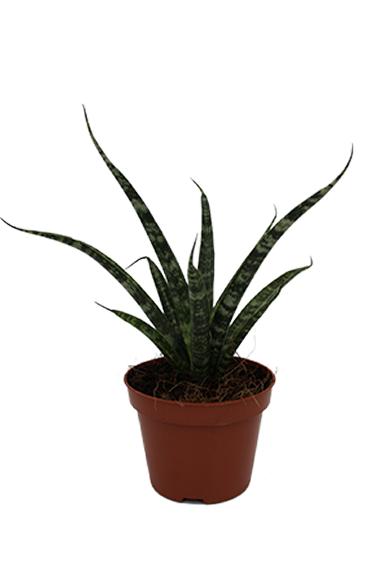 Sansevieria Fernwood Natural 10Cm Pot