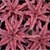 Cryptanthus Redstar
