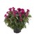 Celosia Hottopic Pink PL