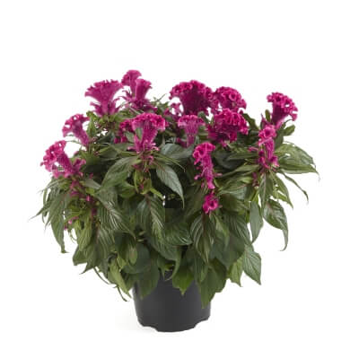 Celosia Hottopic Pink PL