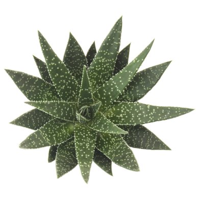 Gasteria D Delta