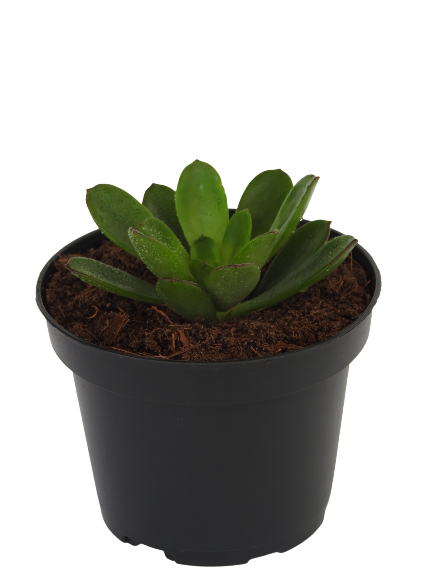 AEONIUM LANCEROTTENSE RED BORD