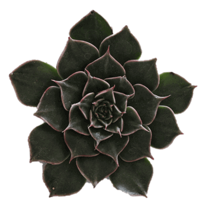 Graptopetalum Bellum Tacitus (10,5 Cm)