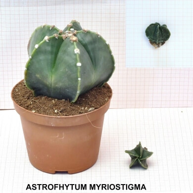 ASTROFHYTUM MYRIOSTIGMA