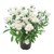 Asters Queen Regent Ivory White PL