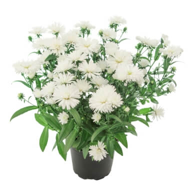 Asters Queen Regent Ivory White PL