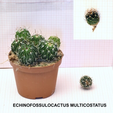 ECHINOFOSSULOCACTUS MULTICOSTATUS
