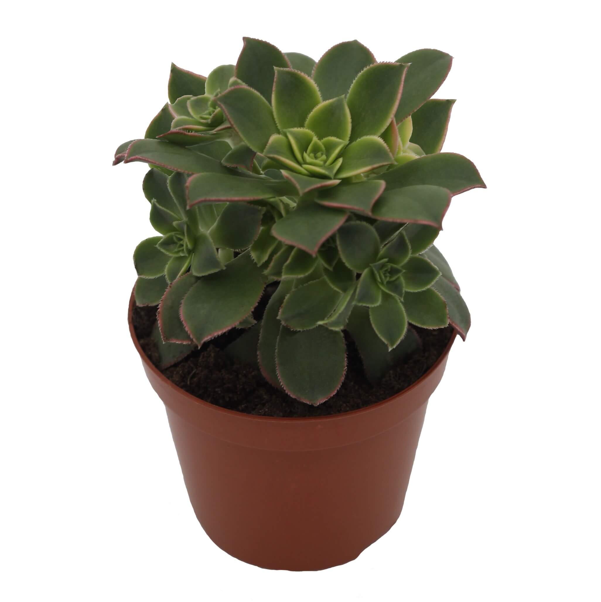 Aeounium Decorum 'Kiwi' (8,5 Cm)