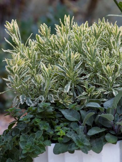 Lavandula Allardii Hybrid Meerlo Variegated