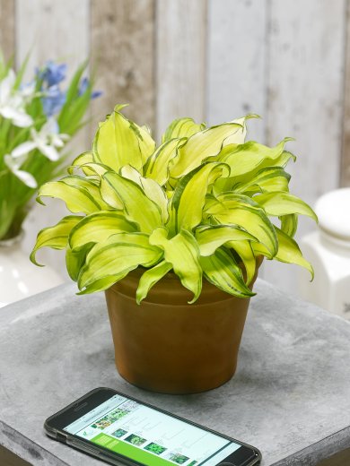 Hosta Gravity Rocks