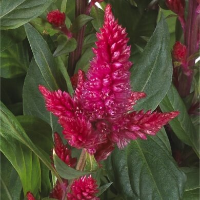 Celocia Spicata Merida Firossa