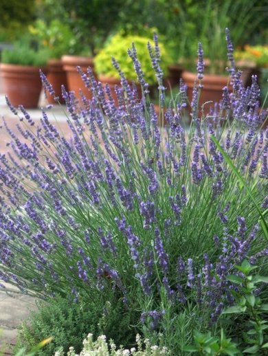 Lavandula Intermedia Phenomenal