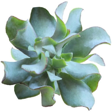 Crassula Aborescens Curly