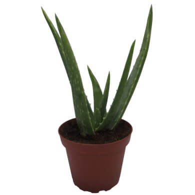 Aloe Barbadensis PL