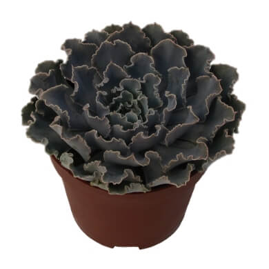 Echeveria Shaviana PL