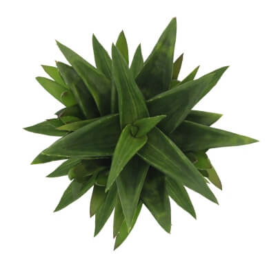 Haworthia Pentagona