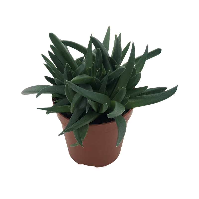 Crassula Hybrid Mesembryanthemoides