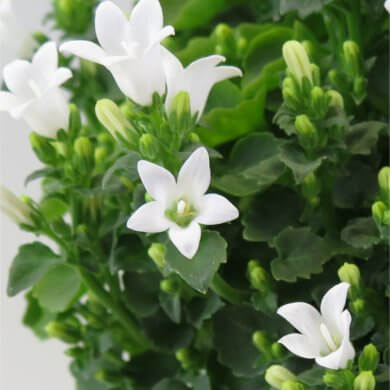 Campanula White Ocean
