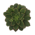 Aeouinium Decorum 'Kiwi' (8,5Cm) Close