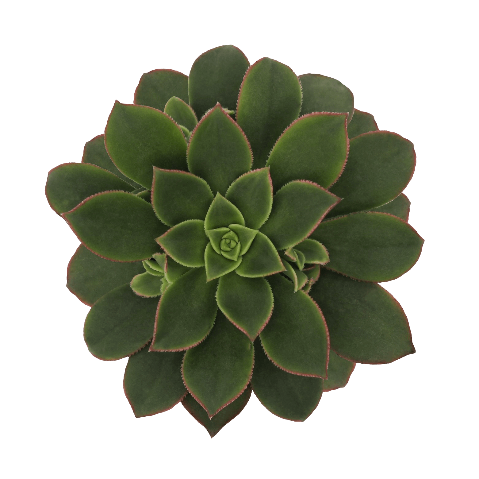 Aeouinium Decorum 'Kiwi' (8,5Cm) Close